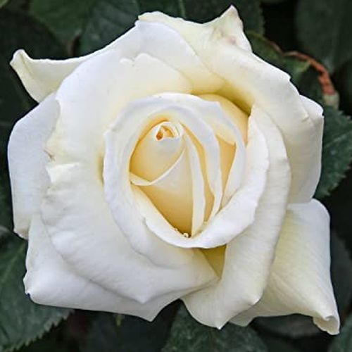 Intenzív illatú rózsa - Rózsa - Letizia® - Online rózsa vásárlás